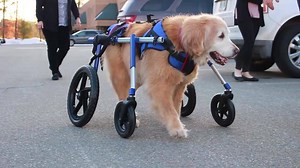 Walkin' Lift Combo Harness | Walkin' Pets | Facebook