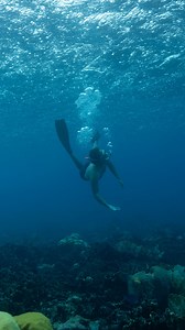 Snorkeling on One Happy Island is easy to do! Discover the beauty that lies within our liquid happiness. With a low impact on our ecosystem (remember your mineral-based sunscreen and to admire sea life without interacting with it), it’s the perfect way to explore more while still enjoying our beautiful beaches. We suggest heading to one of these five spots for the best experience: 1. Arashi Beach 2. Boca Catalina 3. Catalina Cove 4. Tres Trapi 5. Mangel Halto #Travel #Snorkeling #Aruba #Vacation