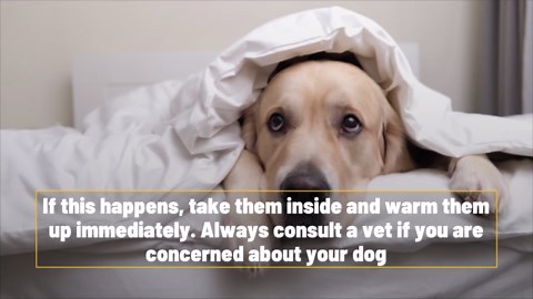 5 signs your dog is feeling the winter chill