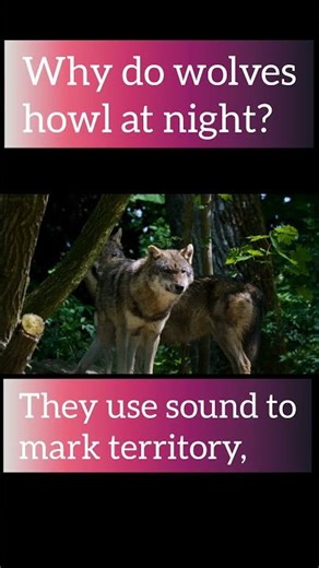 Why Do Wolves Howl at Night?🐺| WildlifeFacts#Wolf#Wolves#WildlifeFacts#NatureScience#AnimalBehavior#