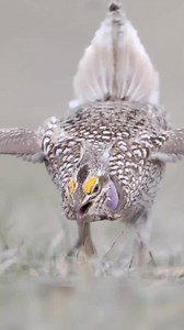 2M views · 80K reactions | Beautifull dancing bird #dancingbird #birds #birdslover #rarebirds #birdsworld #birdwatching | Birds world | Facebook