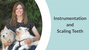 Instrumentation and Scaling Teeth | VetScope