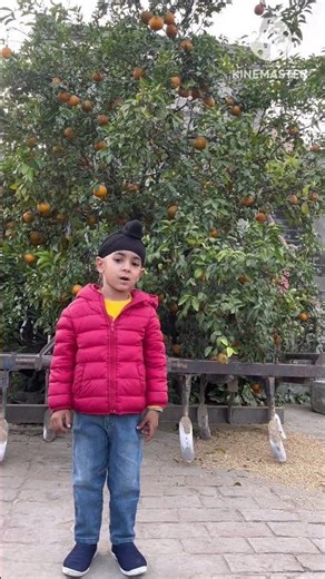 Ring-A-Ring-O’ Roses , Nursery Rhyme