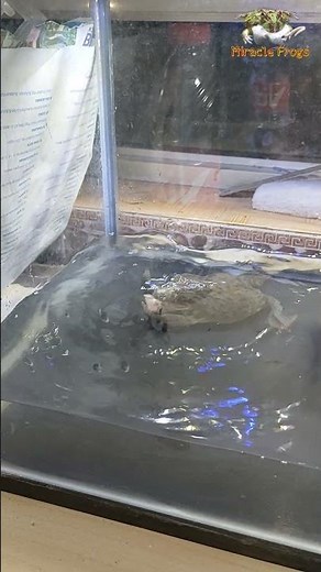 How to Hunt a Budgett's Frog