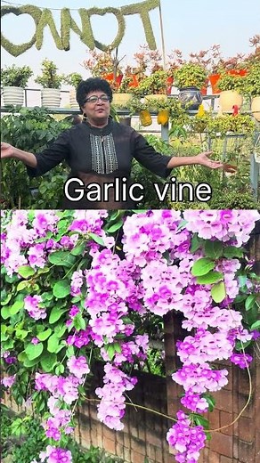 "6 Most Beautiful Flowering Vines that will make your home smell like heaven all year! ✨"