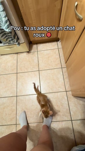 Chat roux caractère : est-ce que la légende est vraie ?