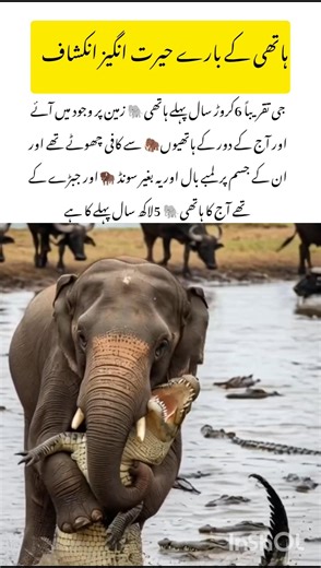 Meet the Amazing Elephant facts #elephant #naturefacts #wildlife #nature #shorts