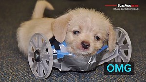 Meet Tumbles the two-legged puppy! | BuzzFeed