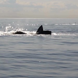 Did you know that an adult humpback whale can consume up to 1,360kg of food each day?! This is quite an achievement considering their prey is virtually microscopic! Find out more about the amazing lives of humpback whales. | Whale and Dolphin Conservation