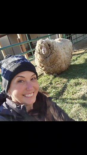 Ellie Mae's Shearing: 37.5 Pounds of Fleece Removed