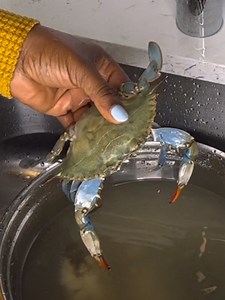 204K views · 4.1K reactions | Easy way to clean crabs | Joyful Cook | Facebook