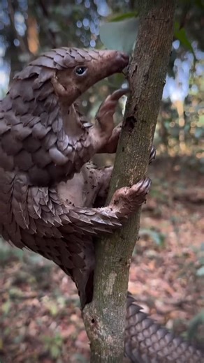 Paul Rosolie on Instagram: "Beautiful footage of a pangolin foraging ants! Repost from @tacugama • By protecting chimps and their forests, we protect entire ecosystems — including incredible animals like the 𝐏𝐚𝐧𝐠𝐨𝐥𝐢𝐧 💚 This pangolin was rescued and brought to Tacugama, tiny and vulnerable. We named her 𝑀𝑎𝑔𝑛𝑜𝑙𝑖𝑎. Although we usually only care for chimpanzees, we couldn’t turn our backs. We gave her five months of love and intense care… until she was ready to return to the wild. E