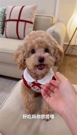 Unleash the Dog Owner's Secret Pose