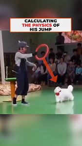 24K views · 350 reactions | This acrobat cat carefully calculates the distance and height to perform a spectacular jump and surprise the audience. | The Kiwi | Facebook