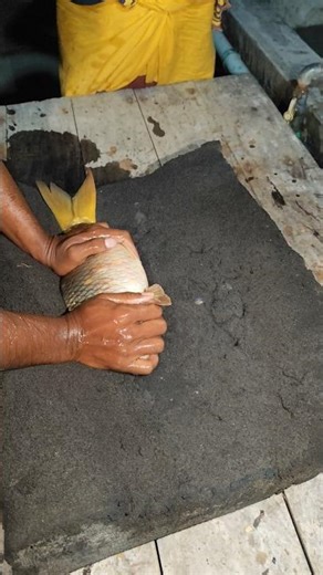 carp fish injection method in hatchery #shorts #viral