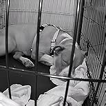 BoyKeep Indoor Camera - 2K Pet Camera, 5G/2.4GHz WiFi Cam for Baby Monitor with Phone App, 360° Pan & Tilt, 2-Way Audio, Color Night Vision, New for 2025 with 12s Free Cloud Storage