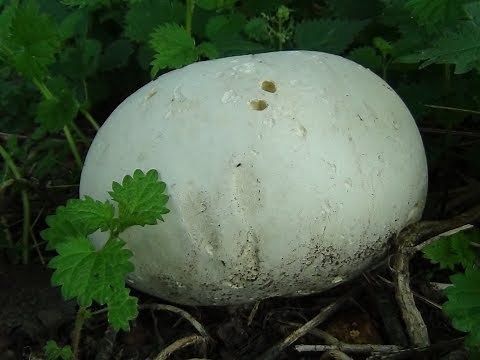 Giant Puffball Ring, Calvatia gigantea. Giant edible mushrooms UK
