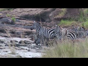 Zebras are about to cross the Mara river and Face Off Hungry Crocodiles and Hippos