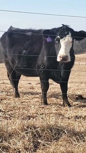 Hypnotized cow video that you will love to watch and subscribe. ❤️👍.