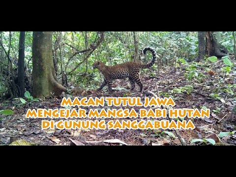 Macan Tutul Mengejar Babi Hutan Di Sanggabuana