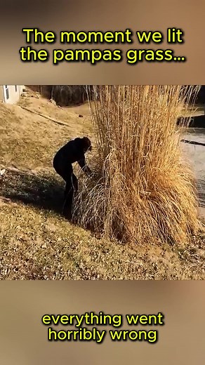 We set the pampas grass on fire… and something unexpected started moving. #PampasGrass #ControlledBurn #UnexpectedDiscovery #ExtremeCleanup #ShockingMoment #DangerousJob #WildlandStories #BurningGrass #CaughtOnCamer #WhatHappenedNext