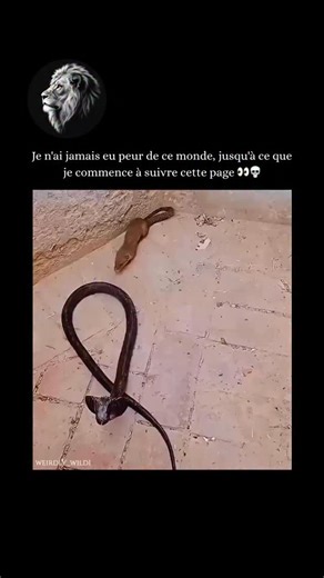 Étrangement sauvage on Instagram: "La mangouste est généralement considérée comme la gagnante lors d’un combat contre un cobra. Cette rivalité célèbre, souvent observée dans la nature, tourne le plus souvent à l’avantage de la mangouste pour plusieurs raisons clés : Les avantages de la mangouste Résistance au venin : Les mangoustes ont développé une résistance naturelle au venin de cobra. Cela est dû à une mutation de leurs récepteurs de l’acétylcholine, qui empêche les neurotoxines du venin de 