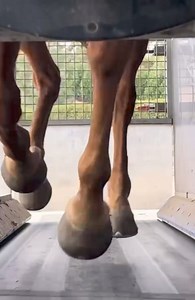 26K views · 119 reactions | Hippisme : Retour en piste de Frosted Gold Seulement 45 chevaux sont en lice pour la 5e journée hippique ce samedi 1er juin. Parmi, se distingue Frosted Gold, qui se prépare à affronter l’épreuve principale réservée aux chevaux avec un Merit Rating 50+. https://ionnews.mu/hippisme-retour-en-piste-de-frosted-gold/ | ION News | Facebook