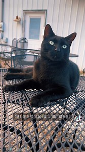 Bandit the Barn Cat🐈‍⬛ | Katie Van Slyke