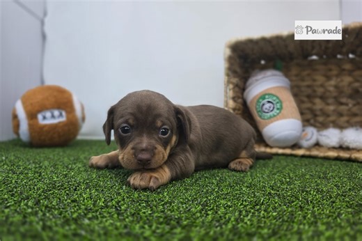 Delaney - Chiweenie Puppy F90BC1