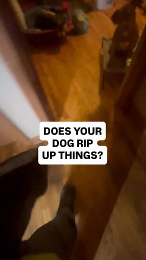 4.9K views · 81 reactions | This is my method on teaching my dogs not...