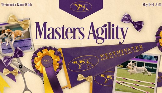 2024 Masters Agility Championship: Nimble the All-American dog crowned