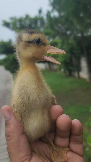"Tiny Duckling Talking Softly – Heart-melting Sounds!" 👉This adorable duckling is sitting peacefully on my hand and making the softest "pee pee" sounds! 🐣💛 👉Have you ever heard a duckling speak like this? Their tiny voices are full of love and innocence. ❤️💙💜 Tag someone who loves baby animals! 🐥💬 #Duckling #BabyDuck #CuteAnimals #TalkingDuckling #DuckSounds #ILovePets #AnimalLovers #ViralAnimals #DuckTok #アールダック #アヒル #鳥 #鴨 #오리 #callduck #duck #ducky #birds #ducklings #cute #pet #handmad