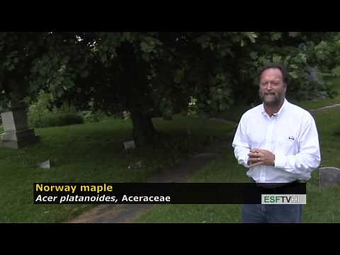 Trees with Don Leopold - Norway maple