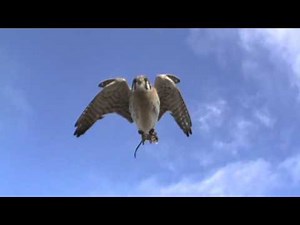 Kestrel slope flying