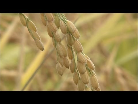 (2) 米ができるまで【農業とわたしたちのくらし】