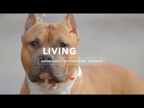 ALL ABOUT LIVING WITH AMERICAN STAFFORDSHIRE TERRIERS