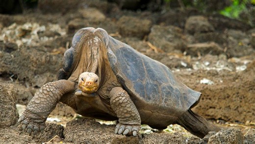 Lonesome George Was "The Rarest Animal In The World"