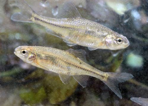 How Many Minnows are in a Pound/Gallon/Scoop? • Panfish Nation