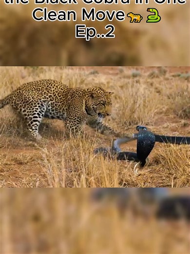 Leopard vs Black Cobra: A Deadly Encounter