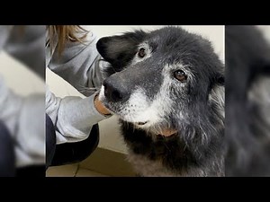 Abandoned old dog went from person to person asking for help with lonely and sad eyes