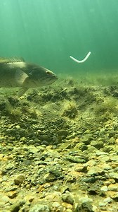 25K views · 14K reactions | Drop shotting a wacky rig 5” Ghost Worm . . . . . . . . . . #bassfishinglures #bassfishingbaits #largemouthfishing #bassbaits #basslures #smallmouthbassin #bassfishingvideo #bassfishingvideos #freshbaitz #bassbait #dropshot #wackyrig | Fresh Baitz | Facebook