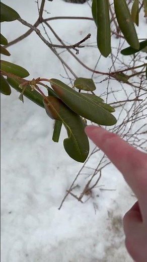 Black Vine Weevil on Rhododendrons: How to Identify the Damage