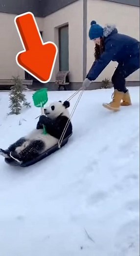 Funny Videos of Animals vs Humans Epic Fails Part 83