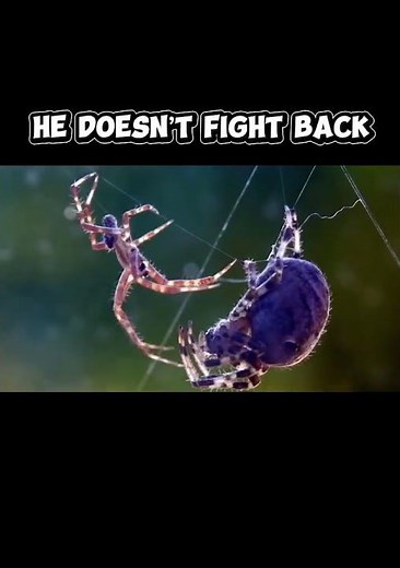 The Spider That Eats Its Mate After S£X