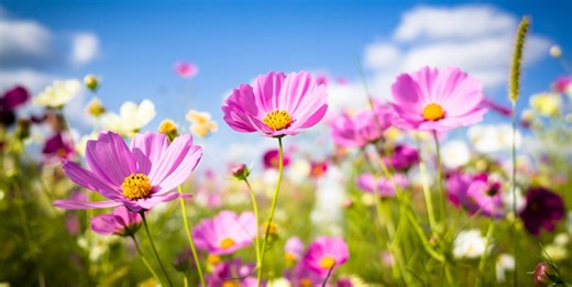 15 Flowers That Bloom Better When You Deadhead Them