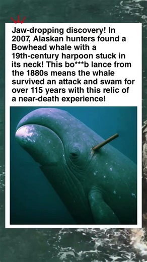 200-Year-Old Survivor: The Whale Carrying a Victorian Harpoon #shorts #facts #history #whale