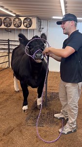 69K views · 873 reactions | How to take your rope halter off without slipping your show halter off www.StockUpSupply.com #livestockshow #cattleshow #livestock #showcattle #ffa #showsteer #4h #cattle #showheifer #steershow #clippingcattle #steer #heifer #heifershow | Stock Up Supply | Facebook