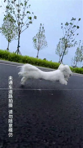 Bichon Takes On an Extreme Parkour Course! The Result Is Crazy! 🔥