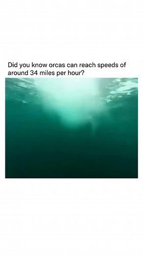 Orcas are among the fastest marine mammals and can reach speeds of about 34 miles per hour (56 kilometers per hour) in short bursts when hunting or traveling. Typically, they cruise at a slower pace of around 3 to 6 miles per hour (5 to 10 kilometers per hour), conserving energy while swimming long distances. | Detailed Explanation