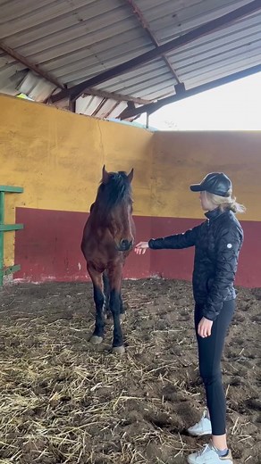 Rescue Part 1♥️ insta: lea_jell_working_equitation #rescue #rettung #rettungspferd #rescuehorse